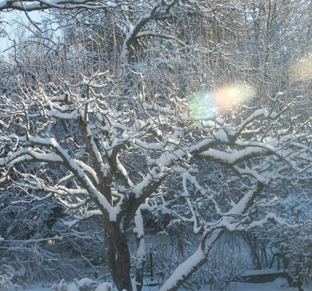 Vinteräppelträd